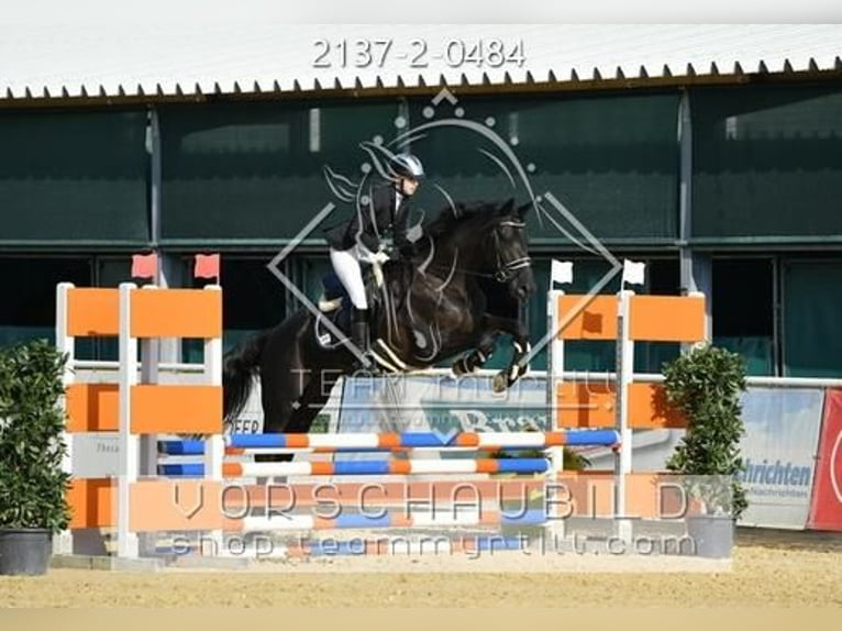 Sportivo Ungherese / Sportivo dell'Ungheria Giumenta 5 Anni 170 cm Morello in Tragwein