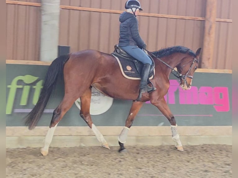 Sportivo Ungherese / Sportivo dell'Ungheria Giumenta 5 Anni 171 cm Baio in Schattendorf