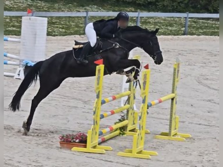 Sportivo Ungherese / Sportivo dell'Ungheria Giumenta 5 Anni Morello in Kaposfo