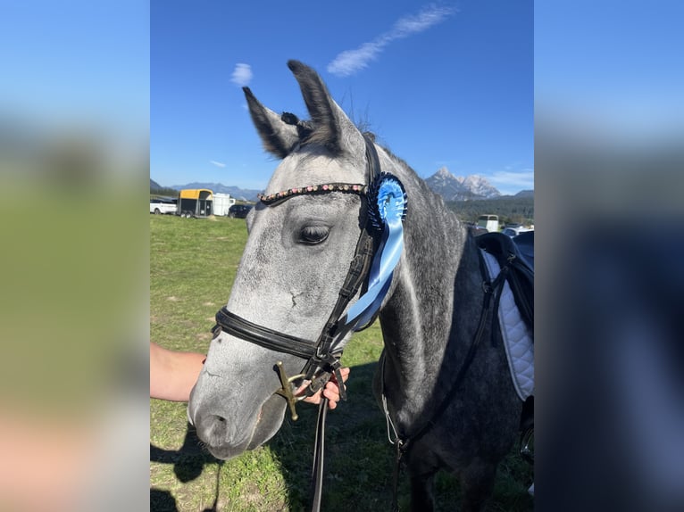 Sportivo Ungherese / Sportivo dell'Ungheria Giumenta 6 Anni 147 cm Grigio pezzato in Stams