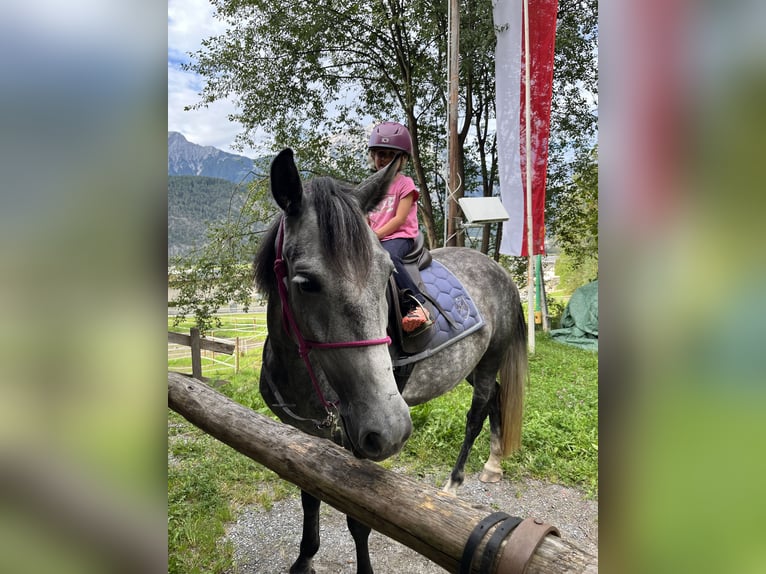 Sportivo Ungherese / Sportivo dell'Ungheria Giumenta 6 Anni 147 cm Grigio pezzato in Stams