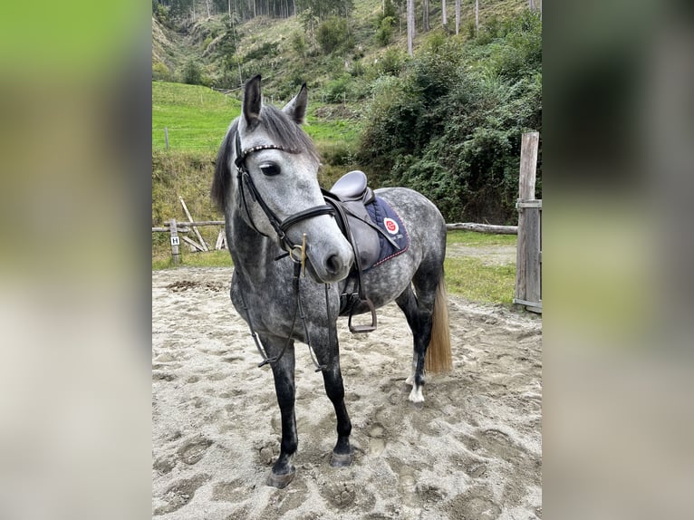 Sportivo Ungherese / Sportivo dell'Ungheria Giumenta 6 Anni 147 cm Grigio pezzato in Stams