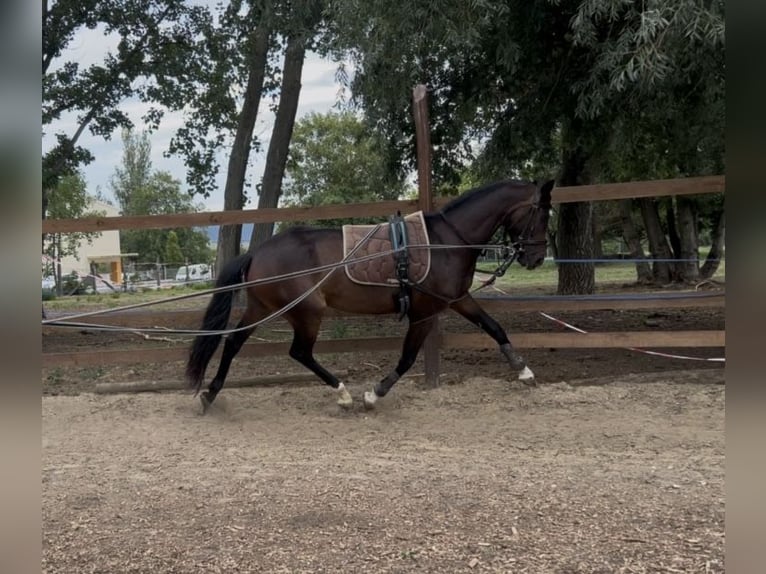 Sportivo Ungherese / Sportivo dell'Ungheria Giumenta 6 Anni 160 cm Baio ciliegia in Budapest