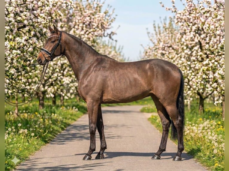 Sportivo Ungherese / Sportivo dell'Ungheria Giumenta 6 Anni 160 cm Baio ciliegia in Kecskemét