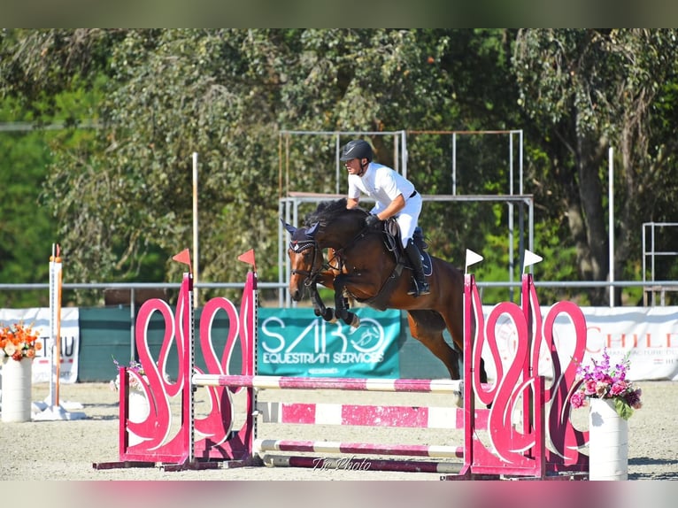 Sportivo Ungherese / Sportivo dell'Ungheria Giumenta 6 Anni 166 cm Baio ciliegia in Békéscsaba