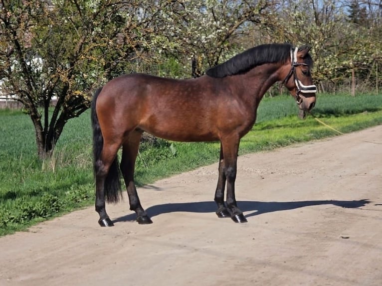 Sportivo Ungherese / Sportivo dell'Ungheria Mix Giumenta 7 Anni 150 cm Baio in Cserkeszőlő