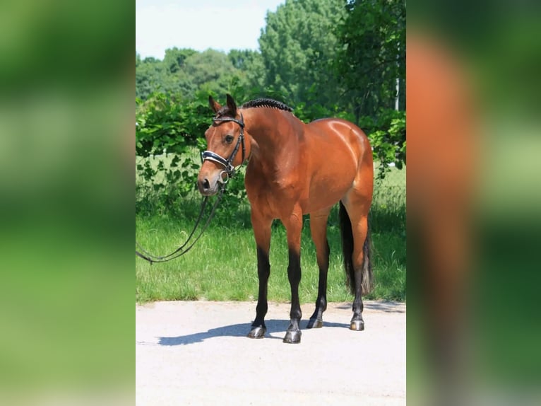Sportivo Ungherese / Sportivo dell'Ungheria Giumenta 7 Anni 165 cm Baio ciliegia in Határ utca 25