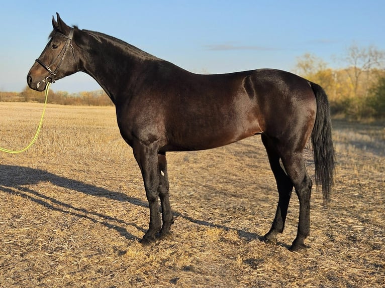 Sportivo Ungherese / Sportivo dell'Ungheria Giumenta 7 Anni 169 cm in B&#xE9;k&#xE9;s
