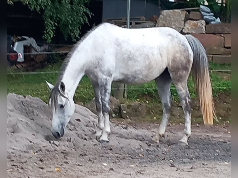 Sportivo Ungherese / Sportivo dell'Ungheria Giumenta 8 Anni 148 cm Grigio in Straubenhardt