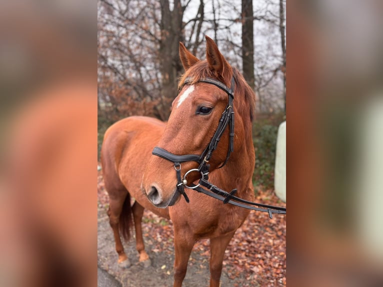 Sportivo Ungherese / Sportivo dell'Ungheria Giumenta 8 Anni 148 cm Sauro in Overath