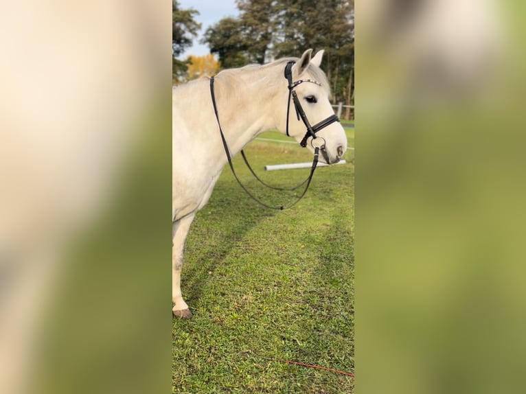 Sportivo Ungherese / Sportivo dell'Ungheria Giumenta 8 Anni 155 cm Leardo in Röderland