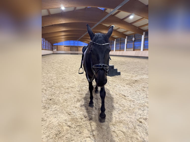 Sportivo Ungherese / Sportivo dell'Ungheria Giumenta 8 Anni 160 cm Baio nero in Riedering