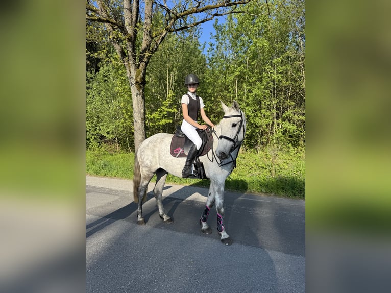 Sportivo Ungherese / Sportivo dell'Ungheria Giumenta 8 Anni 160 cm Grigio trotinato in Linz