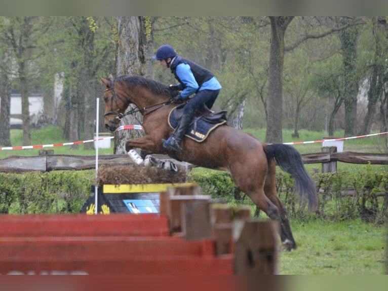 Sportivo Ungherese / Sportivo dell'Ungheria Giumenta 8 Anni 166 cm  in Bodolz