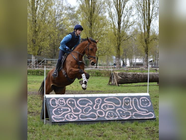 Sportivo Ungherese / Sportivo dell'Ungheria Giumenta 8 Anni 166 cm  in Bodolz