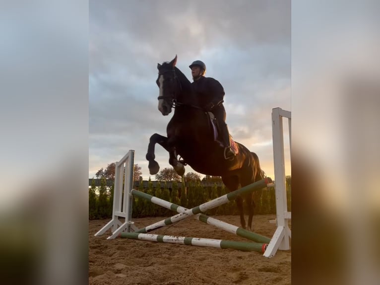 Sportivo Ungherese / Sportivo dell'Ungheria Giumenta 8 Anni 168 cm Baio in Neu Gaarz