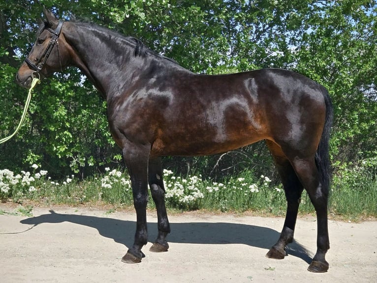 Sportivo Ungherese / Sportivo dell'Ungheria Giumenta 8 Anni 168 cm Baio scuro in Békés