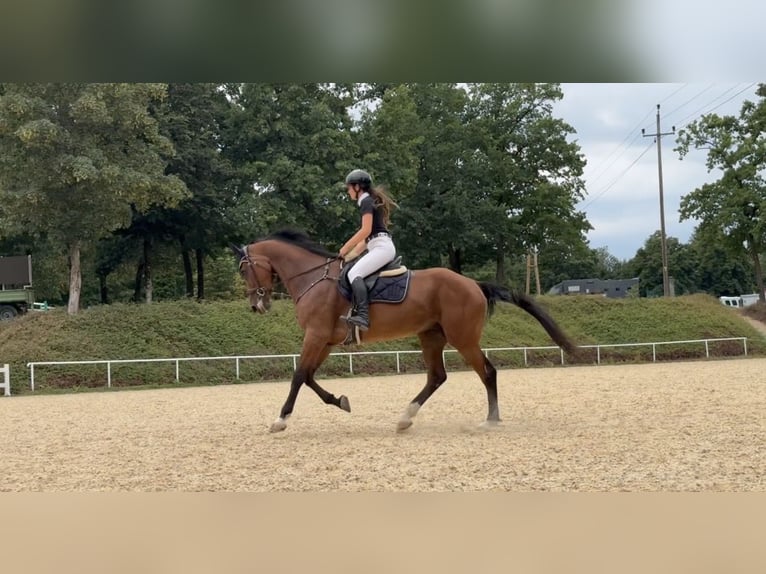 Sportivo Ungherese / Sportivo dell'Ungheria Giumenta 8 Anni 172 cm Baio in Ranshofen