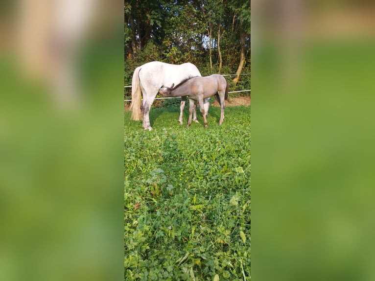 Sportivo Ungherese / Sportivo dell'Ungheria Giumenta 8 Anni 177 cm Grigio pezzato in Au