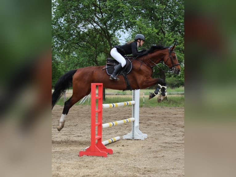 Sportivo Ungherese / Sportivo dell'Ungheria Giumenta 8 Anni 185 cm Baio ciliegia in Zákányszék