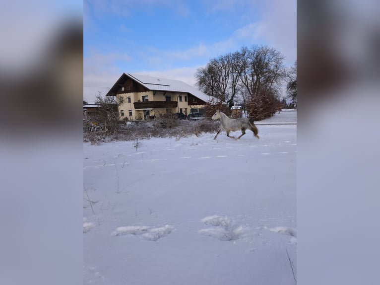 Sportivo Ungherese / Sportivo dell'Ungheria Mix Giumenta 9 Anni 150 cm Grigio pezzato in Schärding Vorstadt