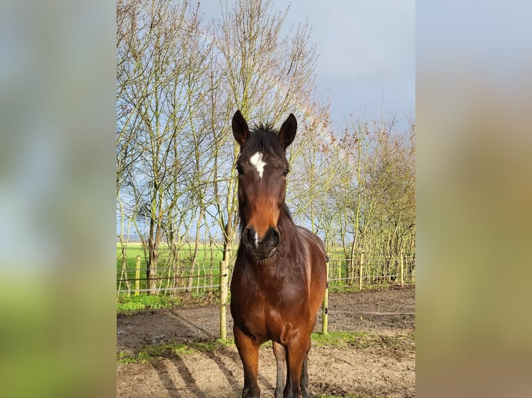 Sportivo Ungherese / Sportivo dell'Ungheria Giumenta 9 Anni 156 cm Baio scuro in Zwolle