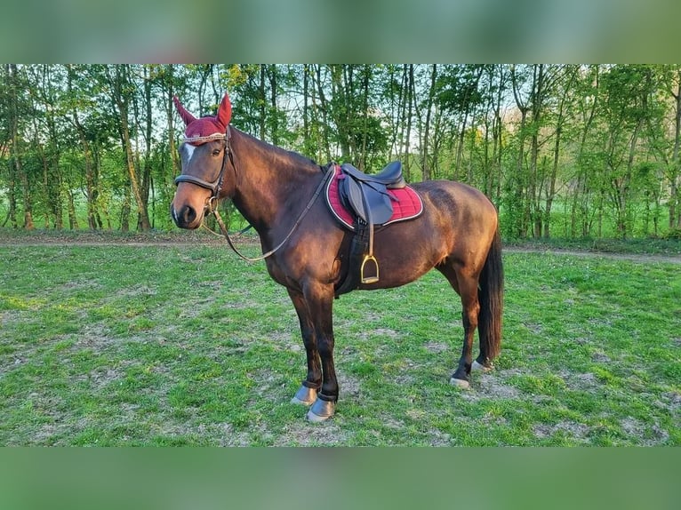 Sportivo Ungherese / Sportivo dell'Ungheria Giumenta 9 Anni 156 cm Baio scuro in Zwolle