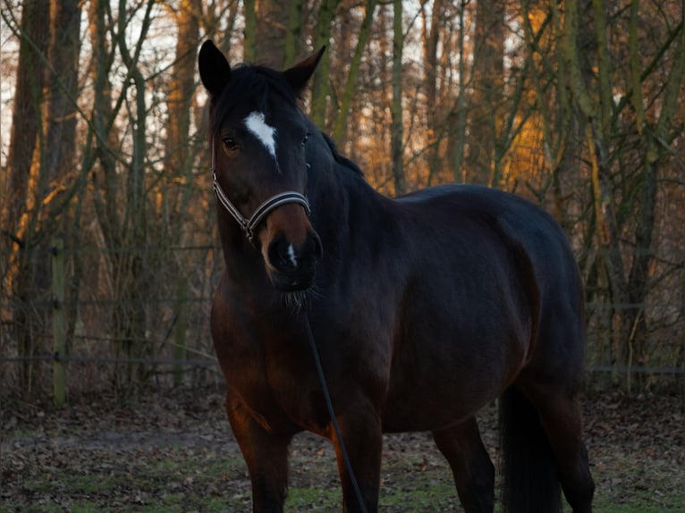Sportivo Ungherese / Sportivo dell'Ungheria Giumenta 9 Anni 160 cm Baio scuro in Zwolle