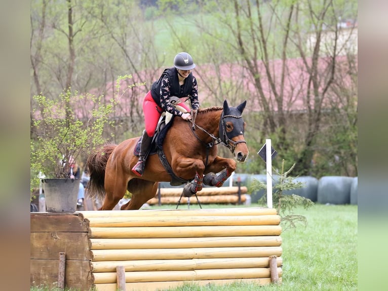 Sportivo Ungherese / Sportivo dell'Ungheria Giumenta 9 Anni 163 cm Sauro in Wiener Neustadt