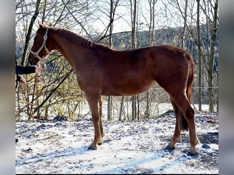 Sportivo Ungherese / Sportivo dell'Ungheria Giumenta 9 Anni 163 cm Sauro in Wiener Neustadt
