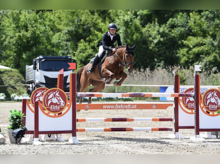 Sportivo Ungherese / Sportivo dell'Ungheria Giumenta 9 Anni 163 cm Sauro in Wiener Neustadt