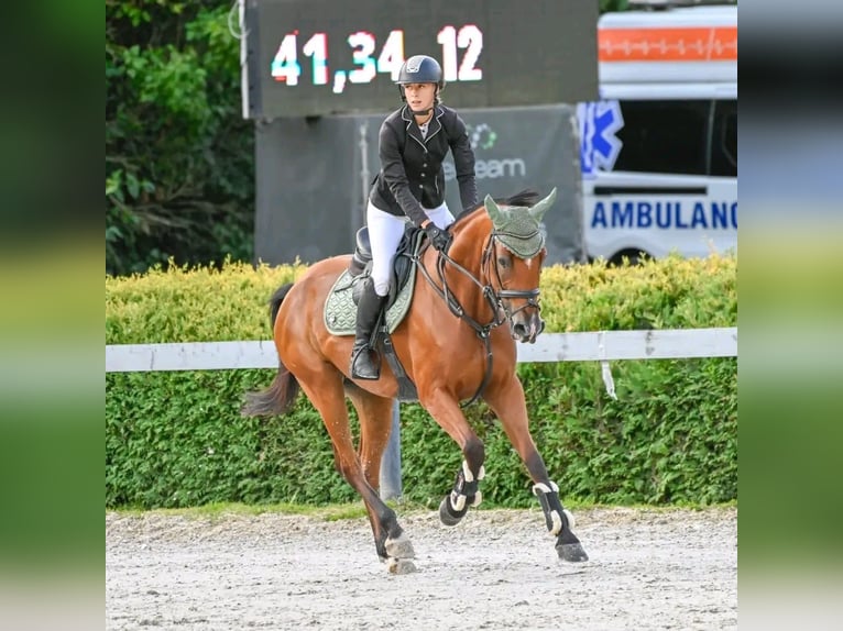 Sportivo Ungherese / Sportivo dell'Ungheria Giumenta 9 Anni 166 cm Baio in Götzendorf