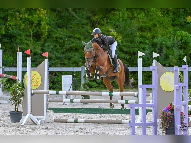 Sportivo Ungherese / Sportivo dell'Ungheria Giumenta 9 Anni 166 cm Baio in Götzendorf