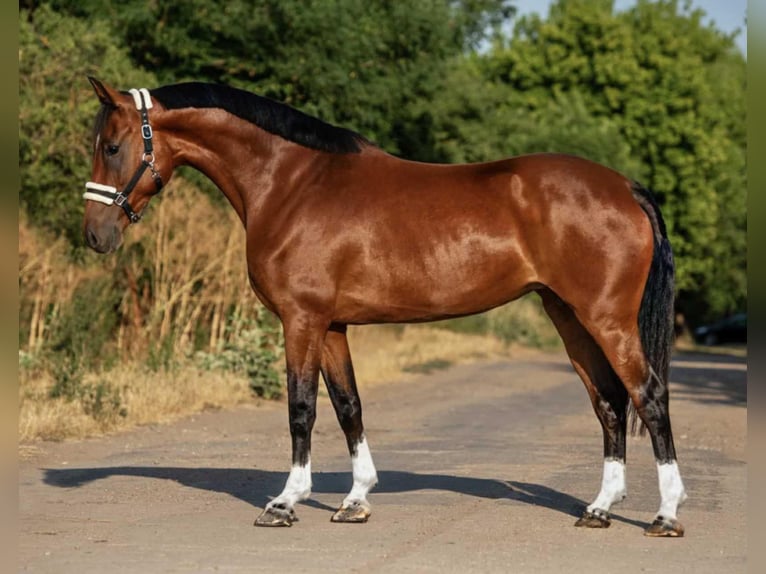 Sportivo Ungherese / Sportivo dell'Ungheria Giumenta 9 Anni 168 cm Baio in Mez&#x151;hegyes