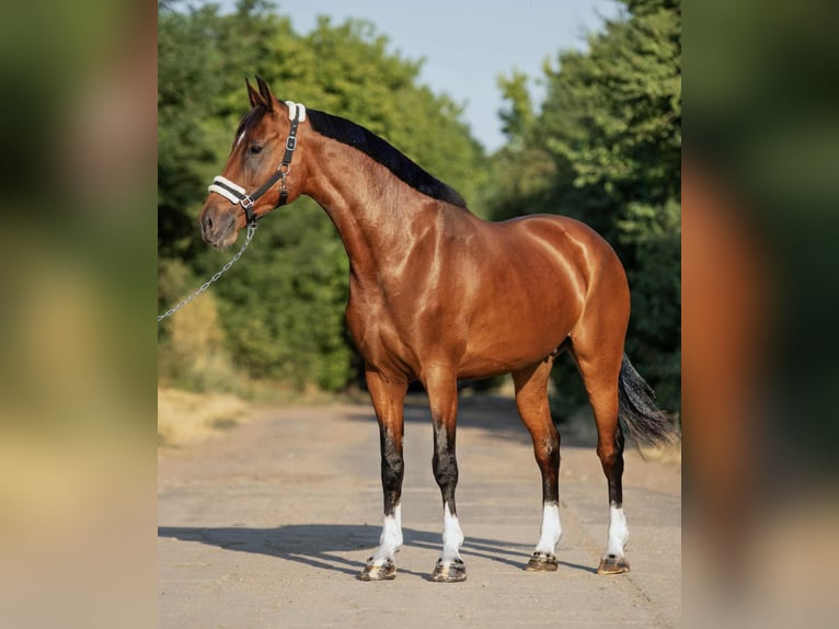 Sportivo Ungherese / Sportivo dell'Ungheria Giumenta 9 Anni 168 cm Baio in Mez&#x151;hegyes