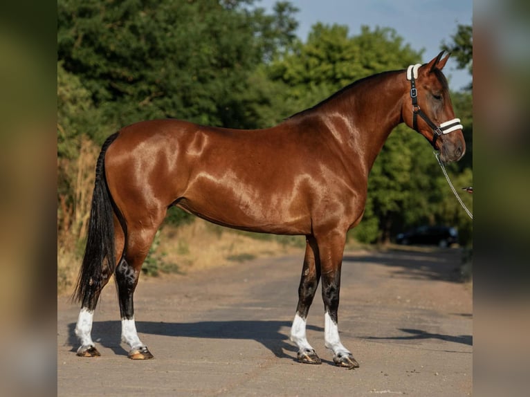 Sportivo Ungherese / Sportivo dell'Ungheria Giumenta 9 Anni 168 cm Baio in Mez&#x151;hegyes