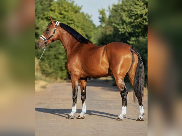 Sportivo Ungherese / Sportivo dell'Ungheria Giumenta 9 Anni 168 cm Baio in Mez&#x151;hegyes