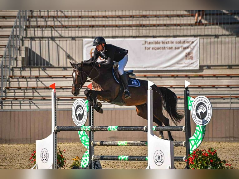 Sportivo Ungherese / Sportivo dell'Ungheria Giumenta 9 Anni 168 cm Baio scuro in Szarvas