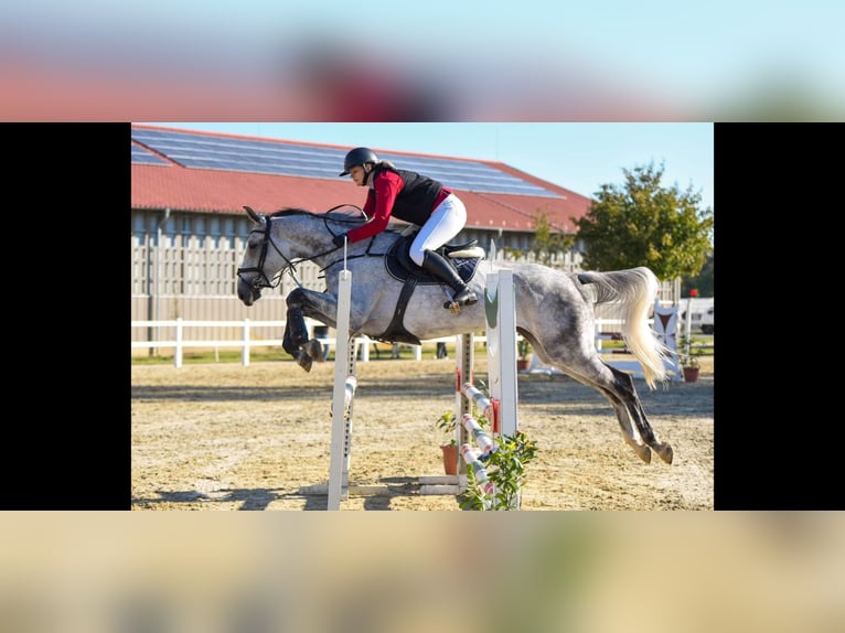 Sportivo Ungherese / Sportivo dell'Ungheria Giumenta 9 Anni 169 cm Grigio in Bekes