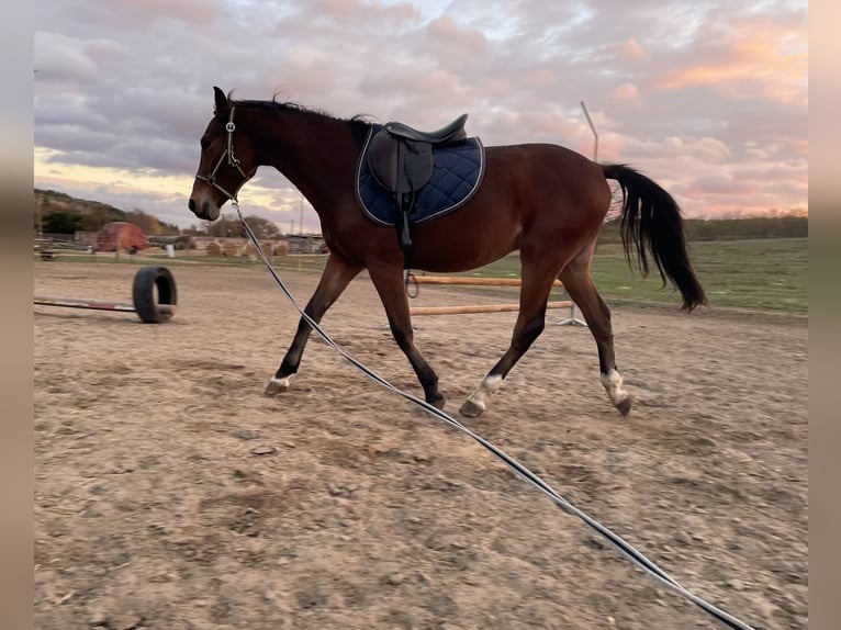 Sportivo Ungherese / Sportivo dell'Ungheria Stallone 2 Anni 155 cm Baio ciliegia in Sz&#xE9;kesfeh&#xE9;rv&#xE1;r
