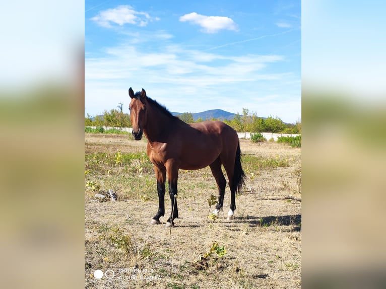 Sportivo Ungherese / Sportivo dell'Ungheria Stallone 2 Anni 169 cm Baio ciliegia in Vác