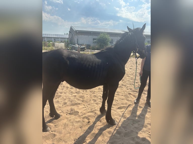 Sportivo Ungherese / Sportivo dell'Ungheria Stallone 2 Anni 170 cm Morello in ColditzColdotz