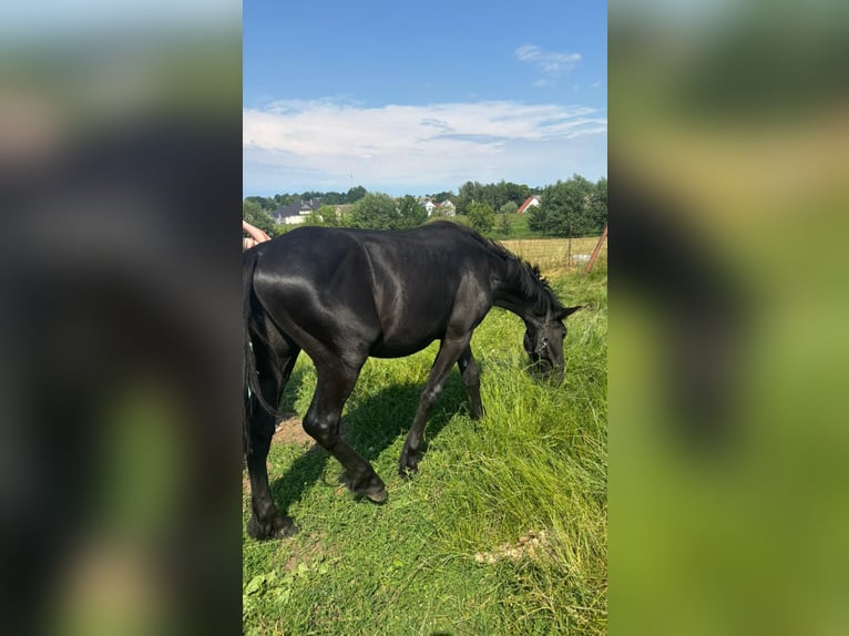 Sportivo Ungherese / Sportivo dell'Ungheria Stallone 2 Anni 170 cm Morello in ColditzColdotz