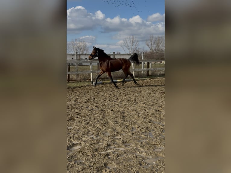 Sportivo Ungherese / Sportivo dell'Ungheria Stallone 3 Anni 155 cm Baio ciliegia in Dévaványa