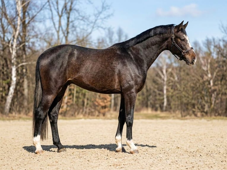 Sportivo Ungherese / Sportivo dell'Ungheria Stallone 3 Anni 167 cm Grigio in Balatonfüred