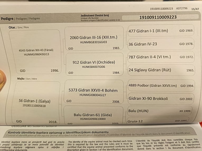 Sportivo Ungherese / Sportivo dell'Ungheria Stallone 3 Anni 171 cm Sauro scuro in Palinovec