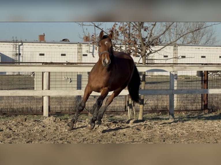 Sportivo Ungherese / Sportivo dell'Ungheria Stallone 3 Anni 172 cm Baio ciliegia in Dévaványa