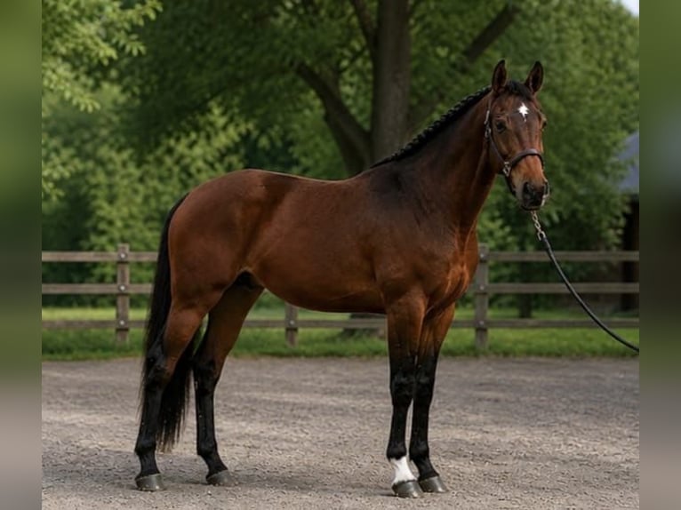 Sportivo Ungherese / Sportivo dell'Ungheria Stallone 3 Anni 175 cm Baio in Szarvas