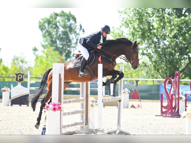Sportivo Ungherese / Sportivo dell'Ungheria Stallone 7 Anni 180 cm Baio scuro in Sződ