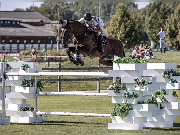 Sportivo Ungherese / Sportivo dell'Ungheria Stallone Puledri (03/2026) 178 cm Sauro scuro in Újfehértó